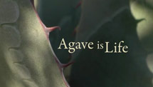 Agave Is Live
